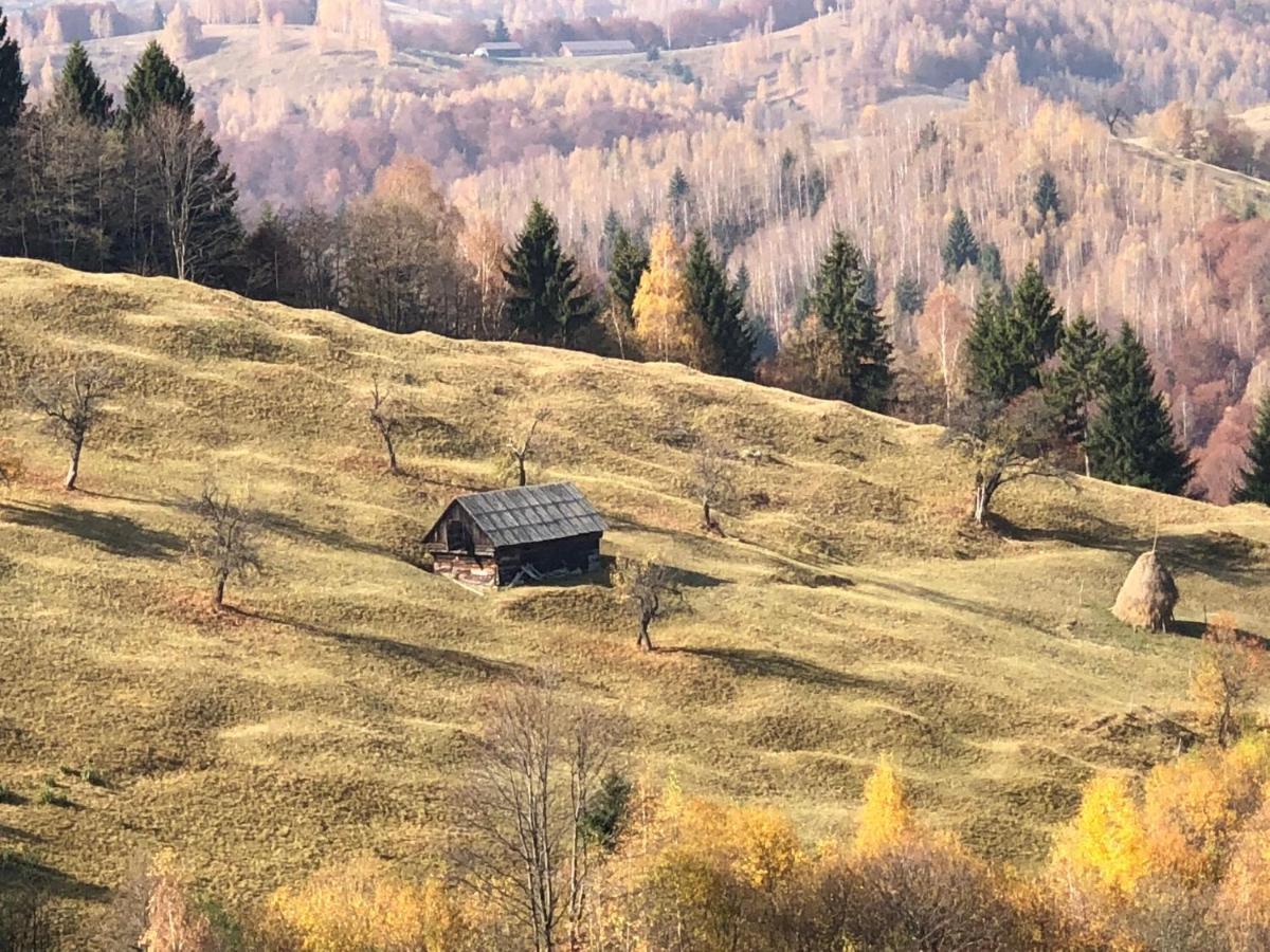 La Maison Des Reves - Bran Бран Экстерьер фото